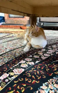 واگذاری گربه نر هفت ماهه