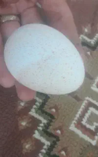 تخم بوقلمون نطفه دار