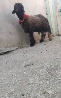 بره قوچ میش