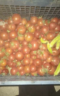 گوجه محلی ترش