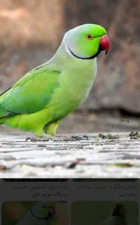 طوطی گمشده
