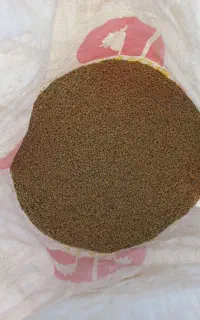 عدس محلی