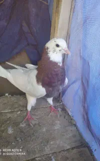چهار عدد کبوتر