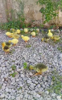 جوجه غاز محلی و اوکراینی ۱۰ روزه