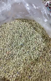 عدس ورزقان تازه بدون کود شیمیایی