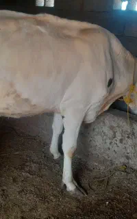 گاو