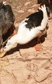۲ تا اردک نر