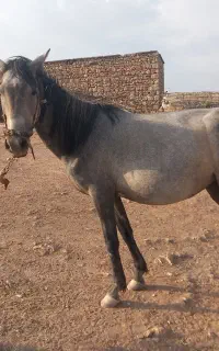 مادیان ابستن