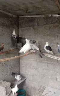 تعدادی کبوتر جهت فروش یا معاوضه