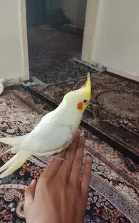 گم شده مژدگانی