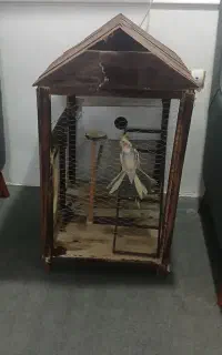 فقس عروس هلندی و مرغ عشق و....