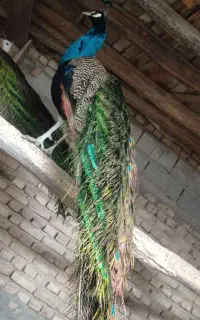 جوجه طاووس هندی