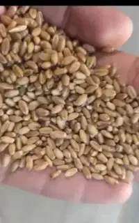 گندم ۱۰ تن برای فروش درجه یک