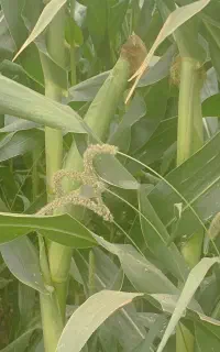علوفه دامی درجه یک