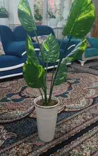 گل باباادم