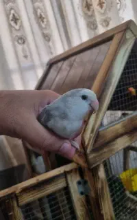 طوطی برزیلی خوش رنگ وسرحال.چندماهِ
