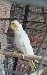عروس هلندی