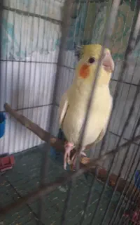 یک جفت عروس هلندی