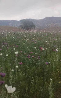 سیم کارت دائم ۰۹۱۲ کد ۵