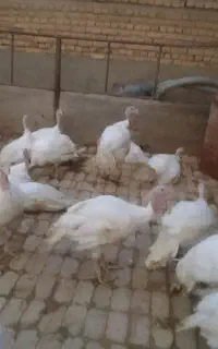 فروش بوقلمون