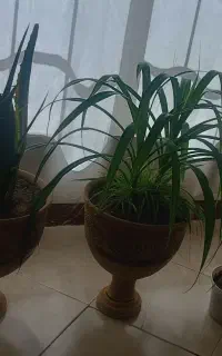سه عدد گل آپارتمانی