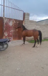 مادیان کرد ۷ ساله اماده سواری