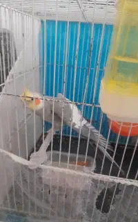 عروس هلندی  نر