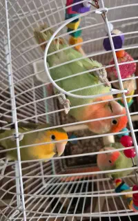 طوطی کوتوله برزیلی ماده