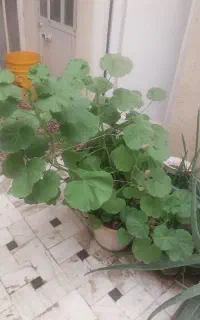 گل شمدانی سرحال