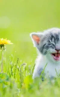 گربه نژاد دار