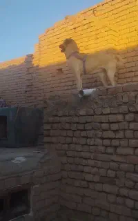 ماده سرابی