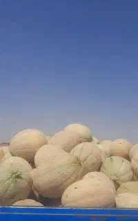 خربزه جانا