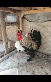 خروس بومی زینتی