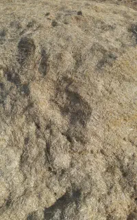 فروش پنج کوپ کاه جو