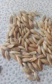 جو درجه یک محلی