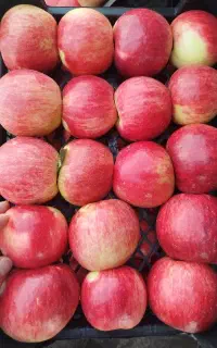 سیب شکی لوکس تک رج