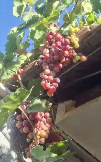 انگور قرمز