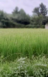سم پاشی زمین کشاورزی. باغ. منزل شخصی انجام میشود