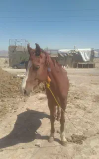 اسب