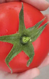 پاک کردن سبزی ایناپذیرفته میشود