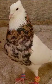 گمشده کبوتر