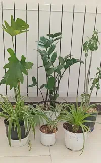 گل وگیاه طبیعی