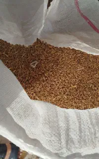 صد کیسه ب بالا گندم
