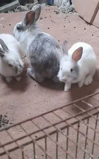 خروگوش