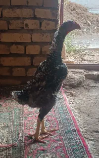مرغ لاری