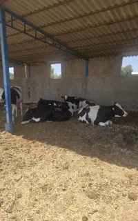 ۴راس تلیسه آبستن