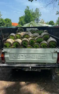 نشا برنج هاشمی  ، بلند وانیشایی ماشینی و دستی