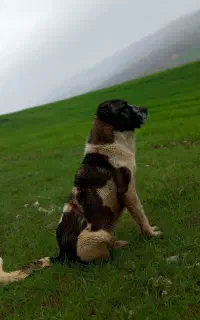 سگ سرابی