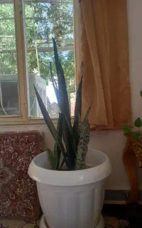 گل سانسورها