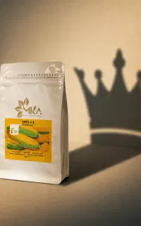 بذر ذرت فوق شیرین اریس F1